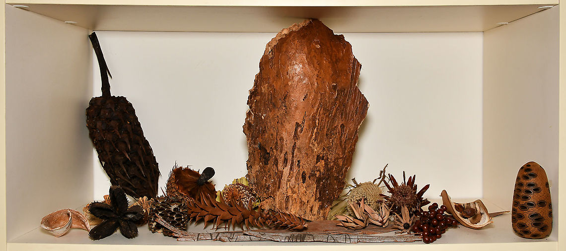 Botanical findings along the way Enlarge for best details. <br />
<br />
Just a small selection on display from my collection of botanical finds over the years, displayed on a book shelf. The banksia cone to the right has been lathed smooth as an art project. And as a size reference, the palm tree section in the middle is 35 cm in height. Australia,Geotagged,Spring,botany,new south wales