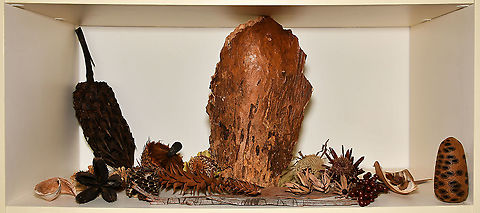 Botanical findings along the way Enlarge for best details. 

Just a small selection on display from my collection of botanical finds over the years, displayed on a book shelf. The banksia cone to the right has been lathed smooth as an art project. And as a size reference, the palm tree section in the middle is 35 cm in height.  Australia,Geotagged,Spring,botany,new south wales