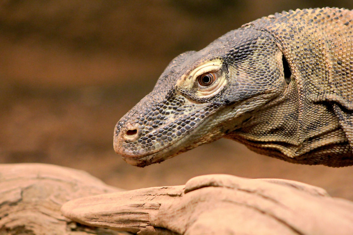 Komodo portrait Endemic to the islands of  Indonesia, the largest species of lizard on earth. <br />
<br />
I saw the komodo exhibit at Clyde Peeling&#039;s Reptiland. This establishment is part of the &#039;Komodo Dragon Species Survival Plan&#039; through the Association of Zoos and Aquariums. <br />
<br />
  Clyde Peeling's Reptiland,Geotagged,Komodo Dragon,Komodo dragon,Komodo monitor lizard,Reptile,Squamata,United States,Varanidae,Varanus komodoensis,Winter,Zoo,fauna,pennsylvania,vertberate