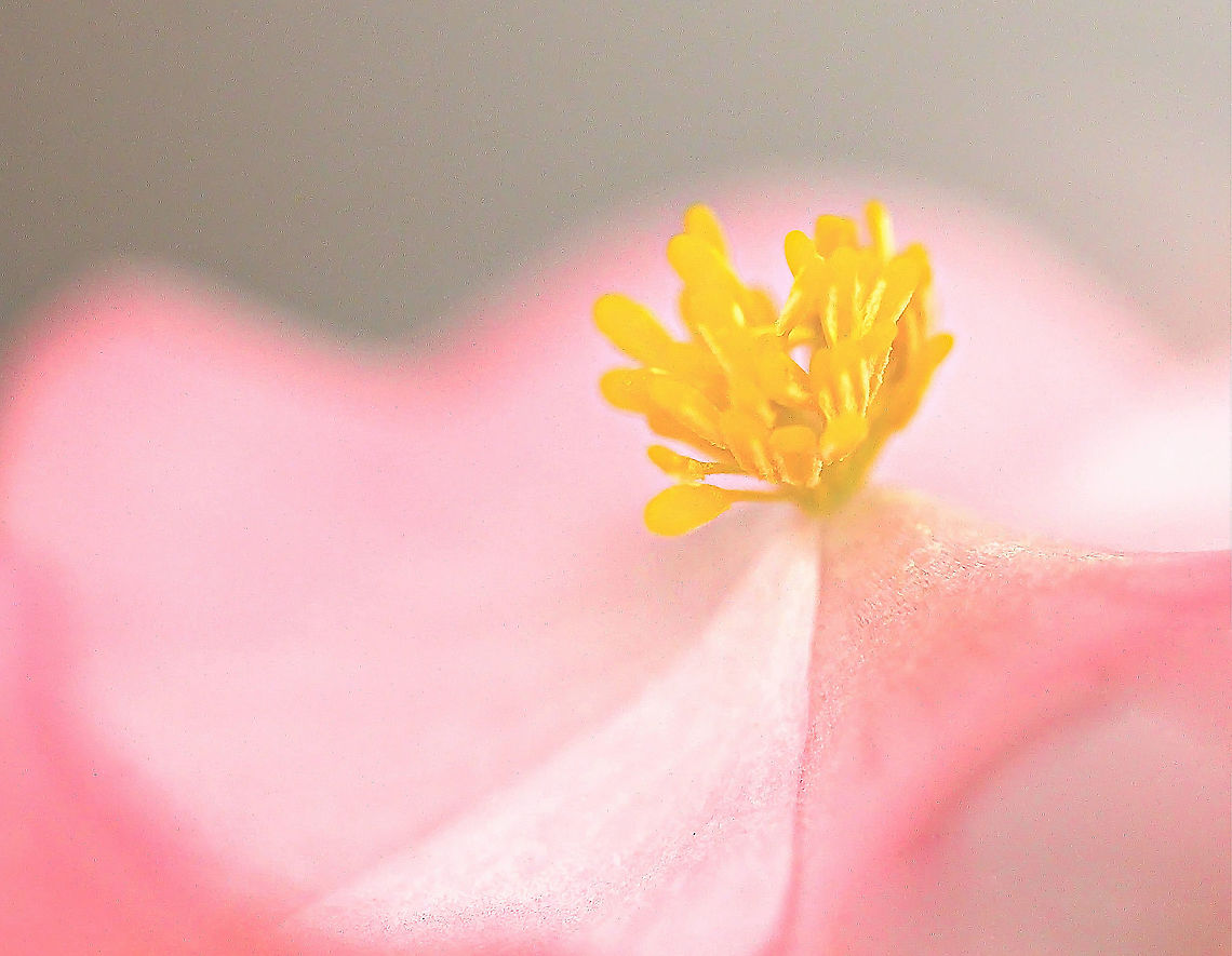 Begonia ballet An old shot from the archives of a pretty pink begonia flower. The flower reminding me of a ballet tutu. <br />
<br />
Begonia occurs naturally in subtropical and tropical moist climates in South and Central America, Africa and southern Asia. Australia,Begonia,Begoniaceae,Cucurbitales,Flora,Geotagged,Macro,Summer,botany,new south wales,pink flower