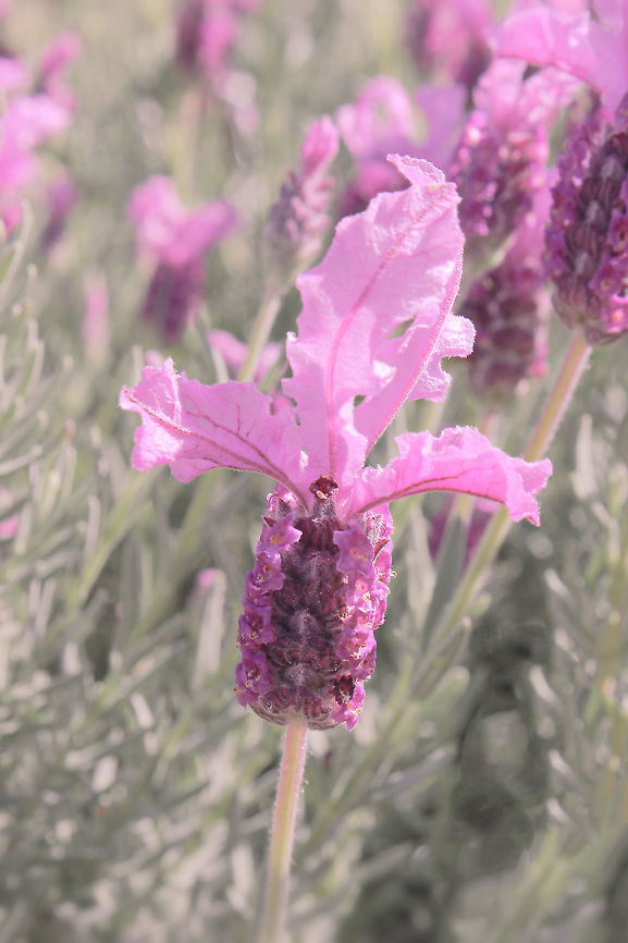 Lavandula stoechas Commonly known as Spanish, French or butterfly lavender, recognizable by the conspicuous sterile bracts atop the small inflorescence. Silvery, aromatic leaves.  Australia,Flora,French lavender,Geotagged,Lamiaceae,Lamiales,Lavandula stoechas,Spanish lavender,Summer,Topped Lavender,butterfly lavender,macro,new south wales