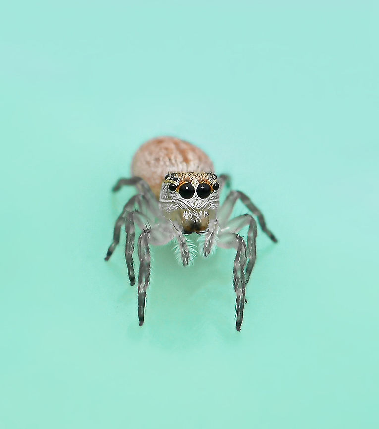 Tiny treasure This sweet little face greeted me early one morning as I went to place the rubbish in my council bin. So very tiny, just a few mm in length. <br />
<br />
A jumping spider, perhaps a juvenile female Opisthoncus sp. <br />
<br />
Opisthoncus is found here in Australia, also New Guinea and New Britain. Australia has thirty species, however several of these are of doubtful status or may be misplaced (Gardzińska and Żabka, 2013; Whyte and Anderson, 2017). Australia,Geotagged,Opisthoncus,Salticidae,Summer,arachnid,fauna,invertebrate,macro,new south wales