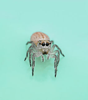 Tiny treasure This sweet little face greeted me early one morning as I went to place the rubbish in my council bin. So very tiny, just a few mm in length. 

A jumping spider, perhaps a juvenile female Opisthoncus sp. 

Opisthoncus is found here in Australia, also New Guinea and New Britain. Australia has thirty species, however several of these are of doubtful status or may be misplaced (Gardzińska and Żabka, 2013; Whyte and Anderson, 2017). Australia,Geotagged,Opisthoncus,Salticidae,Summer,arachnid,fauna,invertebrate,macro,new south wales