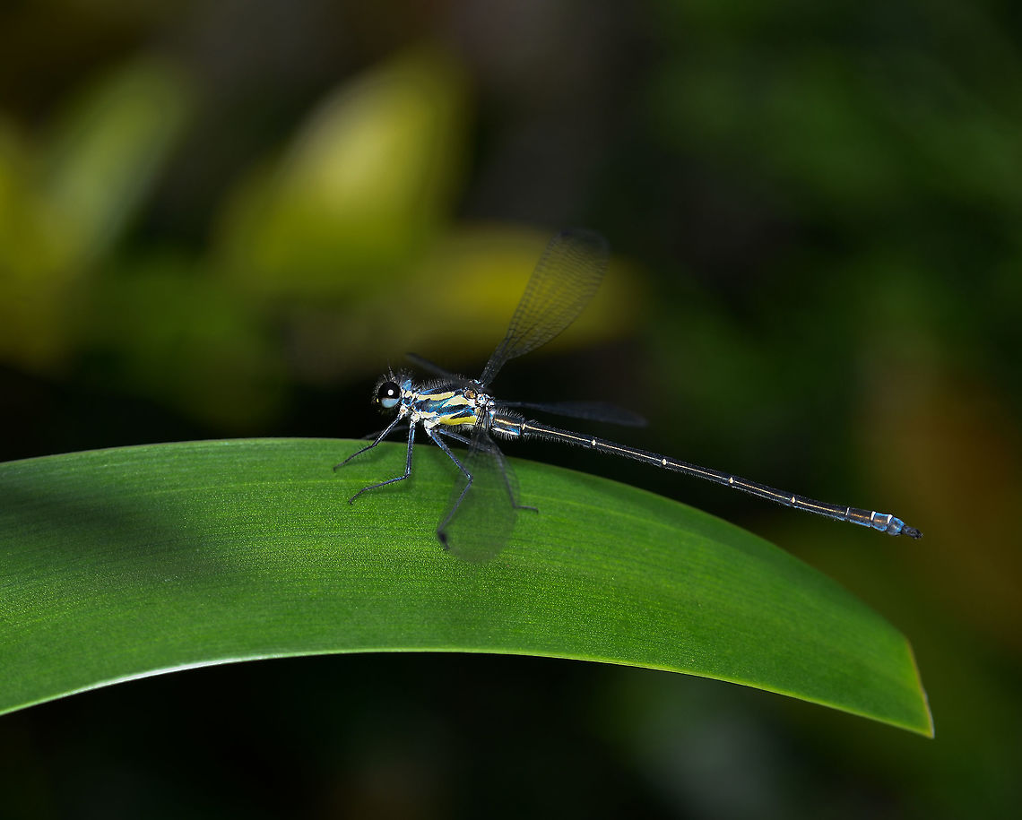 Austroargiolestes icteromelas A widespread damselfly, varying quite a bit in its colouration as well as thoracic patterning.<br />
<br />
Adult male, approximately 40 mm body length Australia,Austroargiolestes icteromelas,Common flatwing,Geotagged,Megapodagrionidae,Odonata,Spring,arthropod,common flatwing,fauna,insect,invertebrate,macro,new south wales