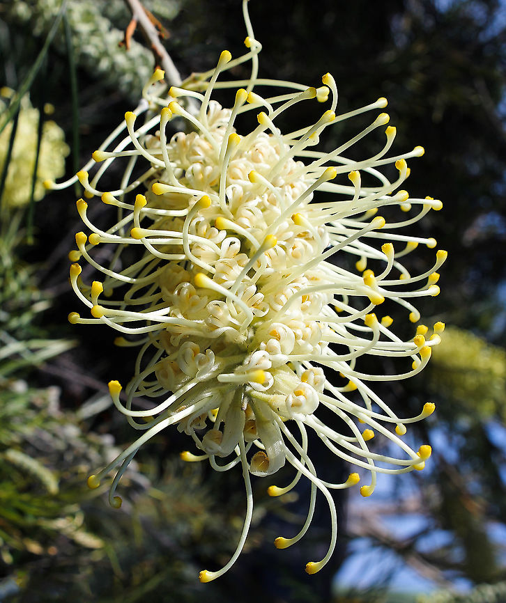 Grevillea sp. There is no mistaking the exuberant and intriguing flower displays on the wide range of plants within genus Grevillea  (from prostrate plants and small shrubs to large trees). <br />
<br />
Flowers feature a wide variety of colours and some grevillea plants will flower all year round. The flowers attract honey-eating birds which assist with pollination. Australia,Flora,Geotagged,Grevillea,Proteaceae,Proteales,Spring,botany,new south wales,white flower