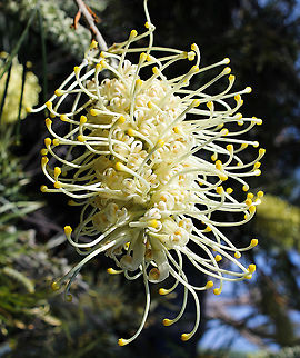 Grevillea sp. There is no mistaking the exuberant and intriguing flower displays on the wide range of plants within genus Grevillea  (from prostrate plants and small shrubs to large trees). 

Flowers feature a wide variety of colours and some grevillea plants will flower all year round. The flowers attract honey-eating birds which assist with pollination. Australia,Flora,Geotagged,Grevillea,Proteaceae,Proteales,Spring,botany,new south wales,white flower