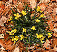 Australian bristly cottonhead This plant is native to this country and its natural range is the south-west province of Western Australia. It is a rhizomatous perennial, growing to around 5 to 35 cm high. <br />
<br />
Here we see the flowers in bud and below, starting to open. <br />
<br />
https://www.jungledragon.com/image/120057/bristly_cottonhead.html Australia,Commelinales,Conostylis setigera,Geotagged,Haemodoraceae,bloodwort family,botany,bristly cottonhead,flora,new south wales,winter,yellow flower