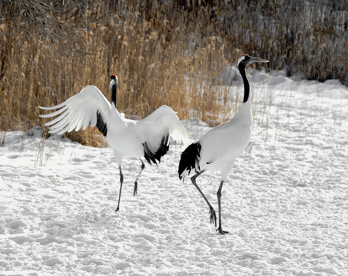 Hop, skip and jump Camera settings are off somewhat for this shot, but still a fun moment with a pair of Japanese red-crowned cranes. <br />
<br />
A freezing winter&rsquo;s day just outside of Kushiro on the east coast of Japan&rsquo;s most northern island of Hokkaido, and the time had come at last to see in person my beloved tancho. How many years I have wished and hoped to see these extremely rare birds, especially their courtship ballet set against a snowy stage.<br />
<br />
The population of red-crowned cranes in Japan is mostly non-migratory and currently consists of just a thousand or so birds.<br />
<br />
Hunting and land loss led to a near extinction in the late 1800s. Governments and citizens woke up to the plight of tancho in the 1950s...now protected, supported, and with a secure winter food supply, the population began a dramatic recovery that has made it the great success story of 20th century conservation in Japan.<br />
<br />
The red-crowned crane is a potent icon. In symbolic form, it is the bird of happiness and long life (in fable it lives for a 1,000 years).<br />
<br />
Height 160 cm<br />
<br />
<figure class="photo"><a href="https://www.jungledragon.com/image/91779/japanese_tanchozuru_display.html" title="Japanese tanchozuru display"><img src="https://s3.amazonaws.com/media.jungledragon.com/images/3314/91779_thumb.jpg?AWSAccessKeyId=05GMT0V3GWVNE7GGM1R2&Expires=1770854410&Signature=SpXOD6k3a8DINtuloru9xiKubMs%3D" width="200" height="164" alt="Japanese tanchozuru display A freezing winter&rsquo;s day just outside of Kushiro on the east coast of Japan&rsquo;s most northern island of Hokkaido, and the time had come at last to see in person my beloved tancho. How many years I have wished and hoped to see these extremely rare birds, especially their courtship ballet set against a snowy stage.<br />
<br />
The population of red-crowned cranes in Japan is mostly non-migratory and currently consists of just a thousand or so birds.<br />
<br />
Hunting and land loss led to a near extinction in the late 1800s. Governments and citizens woke up to the plight of tancho in the 1950&rsquo;s...now protected, supported, and with a secure winter food supply, the population began a dramatic recovery that has made it the great success story of 20th century conservation in Japan.<br />
<br />
The red-crowned crane is a potent icon. In symbolic form, it is the bird of happiness and long life (in fable it lives for a 1,000 years).<br />
<br />
Height 160 cm<br />
<br />
https://www.jungledragon.com/image/90421/shy_japanese_tanchozuru_through_the_winter_grass.html<br />
<br />
https://www.jungledragon.com/image/94673/japanese_tanchozuru.html<br />
<br />
https://www.jungledragon.com/image/116839/hop_skip_and_jump.html Aves,Geotagged,Gruidae,Gruiformes,Grus japonensis,Hokkaido,Japan,Manchurian Crane,Red-crowned Crane,Red-crowned crane,Tanchozuru,Winter,bird,fauna,vertebrate" /></a></figure><br />
<br />
<figure class="photo"><a href="https://www.jungledragon.com/image/90421/shy_japanese_tanchozuru_through_the_winter_grass.html" title="Shy Japanese tanchozuru through the winter grass"><img src="https://s3.amazonaws.com/media.jungledragon.com/images/3314/90421_thumb.jpg?AWSAccessKeyId=05GMT0V3GWVNE7GGM1R2&Expires=1770854410&Signature=4aST%2BWlWyAqiGVCclMpzg9Favq0%3D" width="150" height="152" alt="Shy Japanese tanchozuru through the winter grass A freezing winter&rsquo;s day just outside of Kushiro on the east coast of Japan&rsquo;s most northern island of Hokkaido, and the time had come at last to see in person my beloved tancho. How many years I have wished and hoped to see these extremely rare birds, especially their courtship ballet set against a snowy stage. <br />
<br />
The population of red-crowned cranes in Japan is mostly non-migratory and currently consists of just a thousand or so birds. <br />
<br />
Hunting and land loss led to a near extinction in the late 1800&rsquo;s. Governments and citizens woke up to the plight of tancho in the 1950&rsquo;s...now protected, supported, and with a secure winter food supply, the population began a dramatic recovery that has made it the great success story of 20th century conservation in Japan.<br />
<br />
The red-crowned crane is a potent icon. In symbolic form, it is the bird of happiness and long life (in fable it lives for a 1,000 years). <br />
<br />
Height 160 cm<br />
<br />
https://www.jungledragon.com/image/91779/japanese_tanchozuru_display.html<br />
<br />
https://www.jungledragon.com/image/94673/japanese_tanchozuru.html<br />
<br />
https://www.jungledragon.com/image/116839/hop_skip_and_jump.html Aves,Geotagged,Gruidae,Gruiformes,Grus japonensis,Hokkaido,Japan,Japanese Crane,Manchurian Crane,Red-crowned Crane,Red-crowned crane,Tanchozuru,Vertebrate,Winter,bird,fauna,winter" /></a></figure><br />
<br />
<figure class="photo"><a href="https://www.jungledragon.com/image/94673/japanese_tanchozuru.html" title="Japanese tanchozuru"><img src="https://s3.amazonaws.com/media.jungledragon.com/images/3314/94673_thumb.jpg?AWSAccessKeyId=05GMT0V3GWVNE7GGM1R2&Expires=1770854410&Signature=WWC%2BAaeZfweh6VPH4tv8DUW3tIA%3D" width="200" height="142" alt="Japanese tanchozuru A freezing winter&rsquo;s day just outside of Kushiro on the east coast of Japan&rsquo;s most northern island of Hokkaido.<br />
<br />
The population of red-crowned cranes in Japan is mostly non-migratory and currently consists of just a thousand or so birds.<br />
<br />
Hunting and land loss led to a near extinction in the late 1800s. Governments and citizens woke up to the plight of tancho in the 1950&rsquo;s...now protected, supported, and with a secure winter food supply, the population began a dramatic recovery that has made it the great success story of 20th century conservation in Japan.<br />
<br />
The red-crowned crane is a potent icon. In symbolic form, it is the bird of happiness and long life (in fable it lives for a 1,000 years).<br />
<br />
Height 160 cm<br />
<br />
https://www.jungledragon.com/image/91779/japanese_tanchozuru_display.html<br />
<br />
https://www.jungledragon.com/image/90421/shy_japanese_tanchozuru_through_the_winter_grass.html<br />
<br />
https://www.jungledragon.com/image/116839/hop_skip_and_jump.html Aves,Geotagged,Gruidae,Gruiformes,Grus japonensis,Hokkaido,Japan,Manchurian Crane,Red-crowned Crane,Red-crowned crane,Tanchozuru,Winter,bird,fauna,vertebrate" /></a></figure> Aves,Geotagged,Gruidae,Gruiformes,Grus japonensis,Hokkaido,Japan,Manchurian Crane,Red-crowned Crane,Red-crowned crane,Tanchozuru,Vertebrate,Winter,fauna