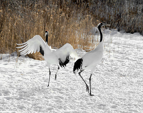 Hop, skip and jump Camera settings are off somewhat for this shot, but still a fun moment with a pair of Japanese red-crowned cranes. 

A freezing winter’s day just outside of Kushiro on the east coast of Japan’s most northern island of Hokkaido, and the time had come at last to see in person my beloved tancho. How many years I have wished and hoped to see these extremely rare birds, especially their courtship ballet set against a snowy stage.

The population of red-crowned cranes in Japan is mostly non-migratory and currently consists of just a thousand or so birds.

Hunting and land loss led to a near extinction in the late 1800s. Governments and citizens woke up to the plight of tancho in the 1950s...now protected, supported, and with a secure winter food supply, the population began a dramatic recovery that has made it the great success story of 20th century conservation in Japan.

The red-crowned crane is a potent icon. In symbolic form, it is the bird of happiness and long life (in fable it lives for a 1,000 years).

Height 160 cm

https://www.jungledragon.com/image/91779/japanese_tanchozuru_display.html

https://www.jungledragon.com/image/90421/shy_japanese_tanchozuru_through_the_winter_grass.html

https://www.jungledragon.com/image/94673/japanese_tanchozuru.html Aves,Geotagged,Gruidae,Gruiformes,Grus japonensis,Hokkaido,Japan,Manchurian Crane,Red-crowned Crane,Red-crowned crane,Tanchozuru,Vertebrate,Winter,fauna