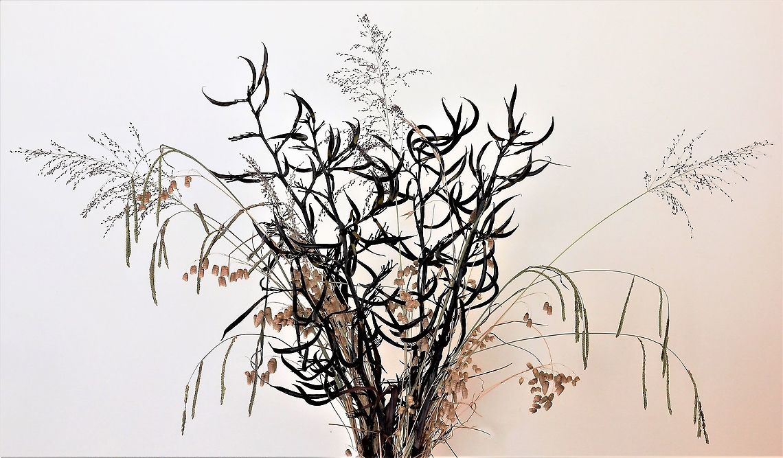 New Zealand flax seed heads plus grasses Here we can see a collection and display I have of dried New Zealand flax seed heads and assorted grasses from around my property, some or all of which may not be native to Australia. <br />
<br />
 Asparagales,Asphodelaceae,Australia,Geotagged,Phormium tenax,Summer,grasses,new south wales,new zealand flax,seed heads