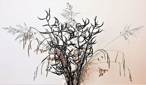 New Zealand flax seed heads plus grasses Here we can see a collection and display I have of dried New Zealand flax seed heads and assorted grasses from around my property, some or all of which may not be native to Australia. 

 Asparagales,Asphodelaceae,Australia,Geotagged,Phormium tenax,Summer,grasses,new south wales,new zealand flax,seed heads