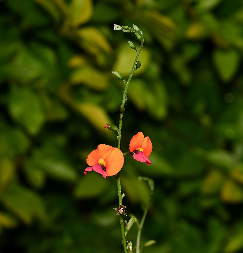 Heart-leaf flame pea Chorizema is a genus of flowering plants in the family Fabaceae, native to this country and containing around eighteen species. Chorizema cordatum seen here, occurs naturally in the forests of south-western Australia. <br />
<br />
Flower diameter 10 mm. Leaves are alternate and are often heart shaped, 3-5 cm long.  Australia,Chorizema cordatum,Fabaceae,Fabales,Flora,Geotagged,Macro,Winter,botany,heart-leaf flame pea,new south wales,orange flower