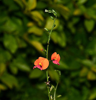Heart-leaf flame pea Chorizema is a genus of flowering plants in the family Fabaceae, native to this country and containing around eighteen species. Chorizema cordatum seen here, occurs naturally in the forests of south-western Australia. 

Flower diameter 10 mm. Leaves are alternate and are often heart shaped, 3-5 cm long.  Australia,Chorizema cordatum,Fabaceae,Fabales,Flora,Geotagged,Macro,Winter,botany,heart-leaf flame pea,new south wales,orange flower