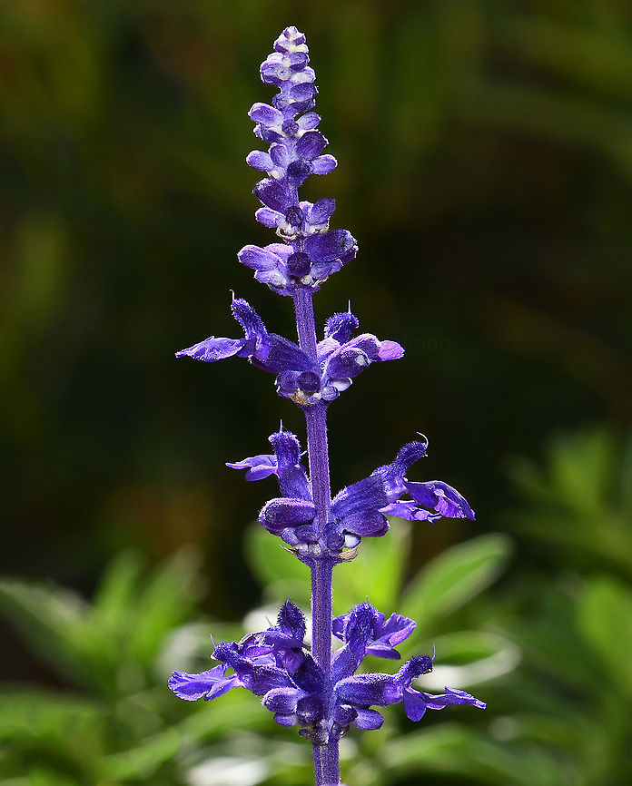 Salvia farinacea Salvia farinacea is a small to medium bushy shrub growing up to 1m tall and 60 cm wide. It is found growing naturally in the rocky limestone areas of Texas and New Mexico.<br />
<br />
The two lipped flowers form dense whorls around the top of each erect flower stem.<br />
<br />
This is &#039;cathedral deep blue&#039;.  Australia,Geotagged,Lamiaceae,Lamiales,Salvia farinacea,Winter,botany,flora,mealy sage,mealycup sage,new south wales,purple flowers