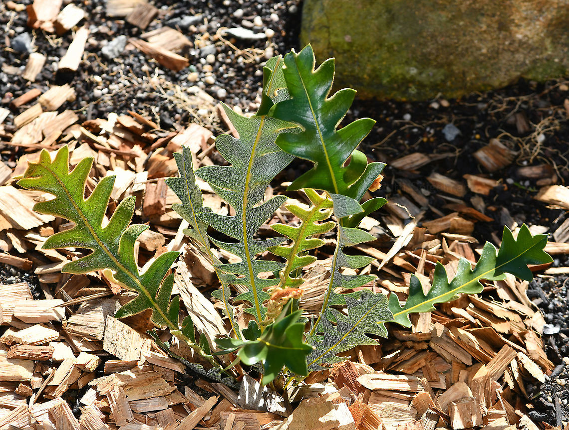 Banksia blechnifolia Enlarge for best view of stunning leaf underside detail. <br />
<br />
Banksia blechnifolia is a showy prostrate shrub, native to a small southern region of Western Australia. I am very excited to have sourced this plant, as I find it highly intriguing in both looks and growth habit. <br />
The leaves are up to 45 cm long, 4 to 10 cm wide, deeply lobed and bluish green; young growth is covered with reddish hairs. The inflorescence is 6 to 16 cm long and 7 to 8 cm wide. Flowers are reddish-pink, becoming cream towards the base. What is curious is that they appear to come straight from the ground, almost as if unattached to the plant itself. Flowering occurs in spring, from late September to mid-November. <br />
<br />
Growing to several metres in diameter. <br />
 Australia,Banksia blechnifolia,Fern-like Banksia,Flora,Geotagged,Proteaceae,Proteales,Southern blechnum Banksia,Winter,botany,new south wales