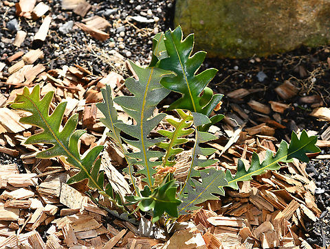 Banksia blechnifolia Enlarge for best view of stunning leaf underside detail. 

Banksia blechnifolia is a showy prostrate shrub, native to a small southern region of Western Australia. I am very excited to have sourced this plant, as I find it highly intriguing in both looks and growth habit. 
The leaves are up to 45 cm long, 4 to 10 cm wide, deeply lobed and bluish green; young growth is covered with reddish hairs. The inflorescence is 6 to 16 cm long and 7 to 8 cm wide. Flowers are reddish-pink, becoming cream towards the base. What is curious is that they appear to come straight from the ground, almost as if unattached to the plant itself. Flowering occurs in spring, from late September to mid-November. 

Growing to several metres in diameter. 
 Australia,Banksia blechnifolia,Fern-like Banksia,Flora,Geotagged,Proteaceae,Proteales,Southern blechnum Banksia,Winter,botany,new south wales