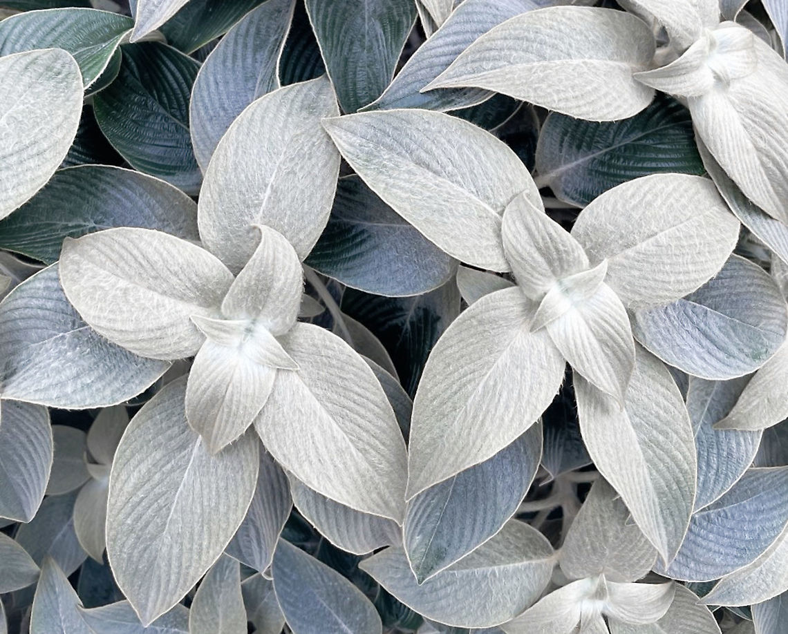 Pewter plant Native to southern India. Also commonly called silver Persian shield plant. This specimen seen within a suburban, communal garden area. <br />
<br />
Strobilanthes gossypinus is a small to medium size evergreen shrub. The leaves are opposed and the foliage is a very pretty silvery, grey-blue colour with a felty/furry texture. I learned that this plant is a 'semelparous mast-seeding' species. Meaning that the entire species flowers simultaneously then dies. It is thought that mast-seeding is an effective defense because the seed predators become satiated before all the seeds have been consumed. Strobilanthes gossypinus flowers are mauve which would be spectacular against this foliage and tubular in form, rather like Lobelia. They are produced on elongated panicles above the foliage in great profusion in the plant's final year.<br />
<br />
This specimen was around 1.5 m in height x 1.8 m in width. Mature leaves around 15 cm in length.  Acanthaceae,Australia,Flora,Geotagged,Lamiales,Strobilanthes gossypina,Strobilanthes gossypinus,Strobilanthes lanata,Strobilanthes lanatus,Winter,botany,furry foliage,new south wales,pewter plant,silver Persian shield plant,silver foliage