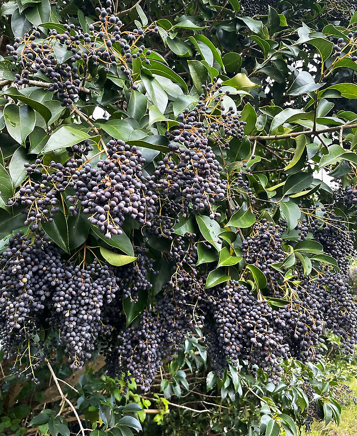Broad-leaf privet Ligustrum lucidum, a native of eastern Asia, is a small tree usually growing 4 to 12 m in height. It has relatively large glossy leaves and produces masses of bluish-black fruit during winter, as seen here.<br />
<br />
Ugh, it was simply everywhere I looked in just this one area of rainforest I was walking through.<br />
<br />
This species has been spread from gardens and hedges into bushland by birds and other animals that eat its fruit. It has invaded rainforests, gullies and waterways in the coastal and sub-coastal districts in the eastern and south-eastern parts of this country. It forms dense thickets which shade out and displace native species and it can also transform the habitat available to native animals. <br />
Australia,Flora,Geotagged,Lamiales,Ligustrum lucidum,Oleaceae,Tree Privet,Winter,berries,botany,broad-leaf privet,glossy privet,new south wales