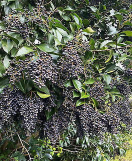 Broad-leaf privet Ligustrum lucidum, a native of eastern Asia, is a small tree usually growing 4 to 12 m in height. It has relatively large glossy leaves and produces masses of bluish-black fruit during winter, as seen here.

Ugh, it was simply everywhere I looked in just this one area of rainforest I was walking through.

This species has been spread from gardens and hedges into bushland by birds and other animals that eat its fruit. It has invaded rainforests, gullies and waterways in the coastal and sub-coastal districts in the eastern and south-eastern parts of this country. It forms dense thickets which shade out and displace native species and it can also transform the habitat available to native animals. 
 Australia,Flora,Geotagged,Lamiales,Ligustrum lucidum,Oleaceae,Tree Privet,Winter,berries,botany,broad-leaf privet,glossy privet,new south wales