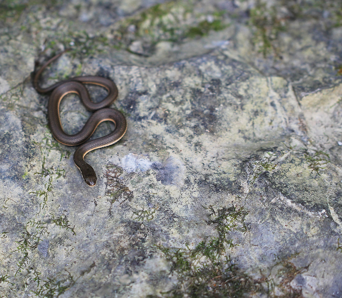Queen snake A small queen snake compared to others seen, approximately 20 cm in length.  Colubridae,Fall,Geotagged,Queen Snake,Regina septemvittata,Squamata,United States,fauna,pennsylvania,queen snake,reptile,vertebrate