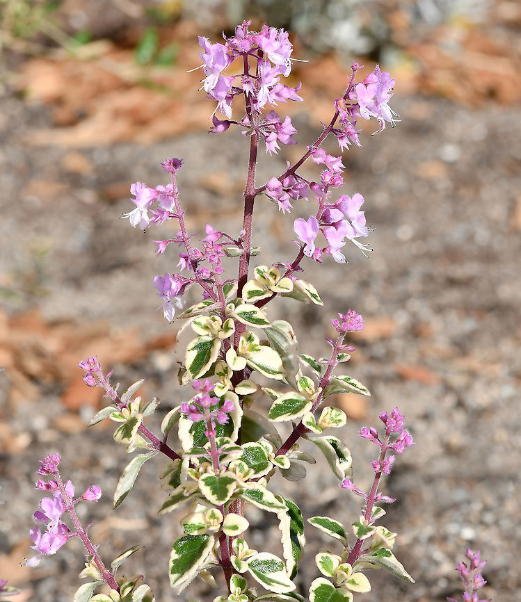 Hemizygia Hemizygia is synonymous with Syncolostemon.<br />
<br />
This genus is native mostly to South Africa, then sub-Saharan Africa and India.  The plants within the genus are heat and drought tolerant. <br />
<br />
Seen here is a Hemizygia hybrid with lovely variegated foliage.  Australia,Flora,Geotagged,Hemizygia,Lamiaceae,Lamiales,Pink Flowers,Syncolostemon,Winter,botany,new south wales,sagebush