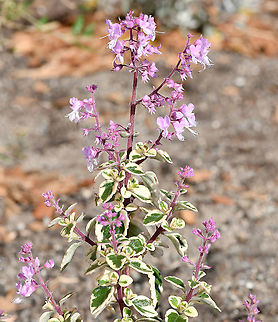 Hemizygia Hemizygia is synonymous with Syncolostemon.

This genus is native mostly to South Africa, then sub-Saharan Africa and India.  The plants within the genus are heat and drought tolerant. 

Seen here is a Hemizygia hybrid with lovely variegated foliage.  Australia,Flora,Geotagged,Hemizygia,Lamiaceae,Lamiales,Pink Flowers,Syncolostemon,Winter,botany,new south wales,sagebush