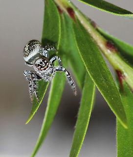 Opisthoncus sp. jumping spider Seen on bottlebrush. 

Opisthoncus is found here in Australia, also New Guinea and New Britain. Australia has thirty species, however several of these are of doubtful status or may be misplaced (Gardzińska and Żabka, 2013; Whyte and Anderson, 2017).

Female, around 10 mm in length.  Australia,Geotagged,Opisthoncus,Salticidae,Spring,arachnid,fauna,invertebrate,macro,new south wales
