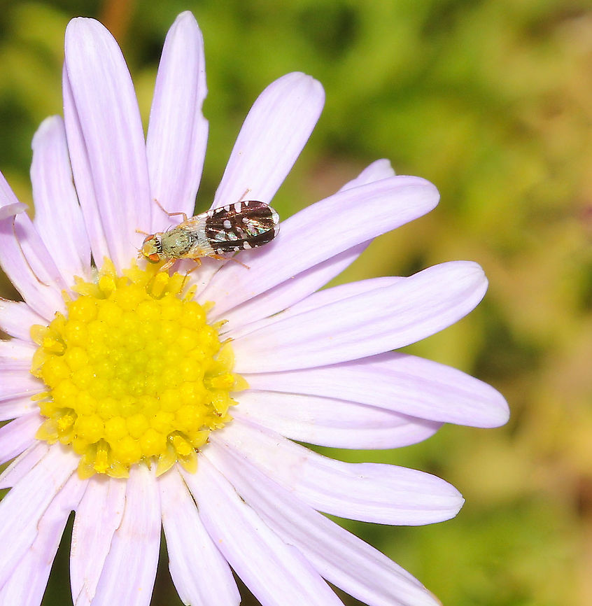Tephritid fly on brachyscome daisy Fruit flies within Tephritidae are sometimes called peacock flies, in reference to their elaborate markings. The larvae of almost all species within this family are phytophagous - females deposit eggs in living, healthy plant tissue using their ovipositors. Here, the larvae find their food upon emerging. The larvae develop in leaves, stems, flowers, seeds, fruits and roots of the host plant, depending on the species. Some species are gall-forming. <br />
<br />
 4 mm length body length Australia,Diptera,Fruit fly,Geotagged,Peacock fly,Spathulina acroleuca,Tephritidae,arthropod,fauna,insect,invertebrate,macro,new south wales,spring