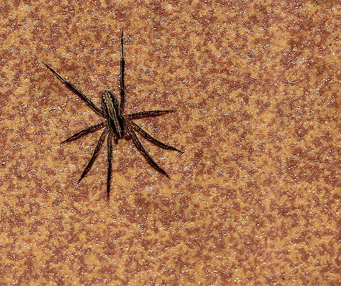 Hestimodema sp. prowling spider Spiders within family Miturgidae are prowling hunters (hence their common name) and do not create a web. They are known to prey on caterpillars and flies.

This species seen here superficially resembles a wolf spider, but has an entirely different eye pattern. It is a male, around 5 mm body length. Genus Hestimodema.  Australia,Geotagged,Hestimodema,Macro,Miturgidae,Spring,arachnid,arthropod,fauna,invertebrate,new south wales,prowling spider