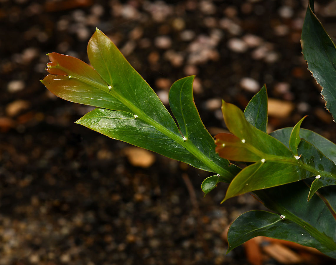 Acacia glaucoptera detail This intriguing Acacia is endemic to the south-west of Western Australia. Known commonly as flat wattle or clay wattle. It is a shrub with spreading habit. The preferred soil is clay and gravelly soils, hence the common name. Instead of leaves, this species has modified leaf stalks (phyllodes). The foliage is a beautiful vivid green, often blue in places and new growth is orange-red. <br />
<br />
Flowers appear from late winter to early summer, bright yellow, globular on very short stems which gives the appearance initially that they are growing directly from the foliage. <br />
<br />
Growth up to 1 m in height and up to 2 m in width.  Acacia glaucoptera,Australia,Fabaceae,Fabales,Flat wattle,Flora,Geotagged,Macro,Winter,botany,clay wattle,flat wattle,new south wales,phyllodes