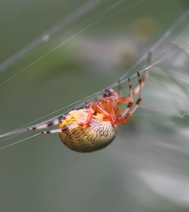 Marbled orbweaver lateral A visually stunning orb weaver, patterns and markings highly variable. Like other orb weavers, this spider creates a new circular web daily.<br />
<br />
Female 15 mm body length Araneae,Araneidae,Araneus marmoreus,Fall,Geotagged,Marbled orb-weaver,United States,arachnid,arthropod,autumn,fauna,invertebrate,macro,pennsylvania