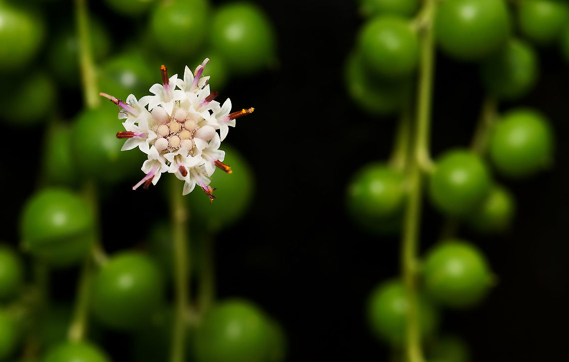 String of pearls succulent flower This succulent is native to South Africa where it trails on the ground and forms dense mats by rooting wherever they can. The spherical shape of the leaves is an adaptation to arid environments. They store water while exposing a minimum amount of surface area to the dry air and as a result, water loss is reduced.<br />
<br />
This is my first attempt at growing string of pearls - luckily, mine is doing very well outside, trailing down the pot beautifully, and currently flowering profusely. The flowers are very small, no more than 10 mm fully opened and stand proud from the leaves on stalks, which grow 90 degrees from the main stems. <br />
<br />
<figure class="photo"><a href="https://www.jungledragon.com/image/108660/string_of_pearls_succulent.html" title="String of pearls succulent"><img src="https://s3.amazonaws.com/media.jungledragon.com/images/3314/108660_thumb.jpg?AWSAccessKeyId=05GMT0V3GWVNE7GGM1R2&Expires=1767225610&Signature=IMk1yqnXel9mBbHT4qUnCKKWY%2Fs%3D" width="200" height="140" alt="String of pearls succulent This succulent is native to South Africa where it trails on the ground and forms dense mats by rooting wherever they can. The spherical shape of the leaves is an adaptation to arid environments. They store water while exposing a minimum amount of surface area to the dry air and as a result, water loss is reduced.<br />
<br />
https://www.jungledragon.com/image/117662/string_of_pearls_succulent_flower_macro.html<br />
<br />
https://www.jungledragon.com/image/120572/string_of_pearls_flower_lateral.html Asteraceae,Asterales,Australia,Curio rowleyanus,Flora,Geotagged,Macro,Rosary vine,Senecio rowleyanus,String-of-Pearls,Summer,australia,bead plant,botany,new south wales,string of beads,string of pearls,succulent" /></a></figure><br />
<br />
<figure class="photo"><a href="https://www.jungledragon.com/image/120572/string_of_pearls_flower_lateral.html" title="String of pearls flower lateral"><img src="https://s3.amazonaws.com/media.jungledragon.com/images/3314/120572_thumb.jpg?AWSAccessKeyId=05GMT0V3GWVNE7GGM1R2&Expires=1767225610&Signature=qINUqUia7xsnND3QlOYrQ1u%2Bf4A%3D" width="200" height="198" alt="String of pearls flower lateral This succulent is native to South Africa where it trails on the ground and forms dense mats by rooting wherever they can. The spherical shape of the leaves is an adaptation to arid environments. They store water while exposing a minimum amount of surface area to the dry air and as a result, water loss is reduced.<br />
<br />
This is my first attempt at growing string of pearls - luckily, mine is doing very well outside, trailing down the pot beautifully, and currently flowering profusely. The flowers are very small, no more than 10 mm fully opened and stand proud from the leaves on stalks, which grow 90 degrees from the main stems.<br />
<br />
https://www.jungledragon.com/image/117662/string_of_pearls_succulent_flower.html<br />
<br />
https://www.jungledragon.com/image/108660/string_of_pearls_succulent.html Asteraceae,Asterales,Australia,Curio rowleyanus,Flora,Geotagged,Rosary vine,Senecio rowleyanus,String-of-Pearls,Winter,botany,macro,new south wales,string of beads,string-of-pearls" /></a></figure><br />
<br />
 Asteraceae,Asterales,Australia,Curio rowleyanus,Flora,Geotagged,Rosary vine,Senecio rowleyanus,String-of-Pearls,Winter,botany,macro,new south wales,string of beads,string of pearls,white flower