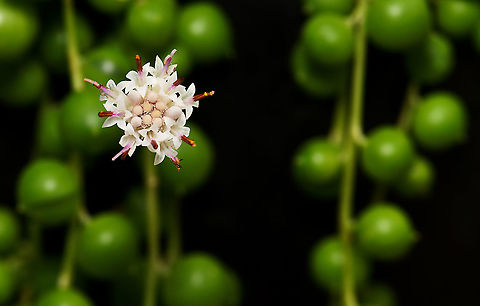 String of pearls succulent flower This succulent is native to South Africa where it trails on the ground and forms dense mats by rooting wherever they can. The spherical shape of the leaves is an adaptation to arid environments. They store water while exposing a minimum amount of surface area to the dry air and as a result, water loss is reduced.

This is my first attempt at growing string of pearls - luckily, mine is doing very well outside, trailing down the pot beautifully, and currently flowering profusely. The flowers are very small, no more than 10 mm fully opened and stand proud from the leaves on stalks, which grow 90 degrees from the main stems. 

https://www.jungledragon.com/image/108660/string_of_pearls_succulent.html

https://www.jungledragon.com/image/120572/string_of_pearls_flower_lateral.html

 Asteraceae,Asterales,Australia,Curio rowleyanus,Flora,Geotagged,Rosary vine,Senecio rowleyanus,String-of-Pearls,Winter,botany,macro,new south wales,string of beads,string of pearls,white flower