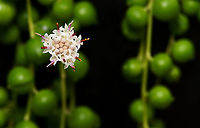 String of pearls succulent flower This succulent is native to South Africa where it trails on the ground and forms dense mats by rooting wherever they can. The spherical shape of the leaves is an adaptation to arid environments. They store water while exposing a minimum amount of surface area to the dry air and as a result, water loss is reduced.<br />
<br />
This is my first attempt at growing string of pearls - luckily, mine is doing very well outside, trailing down the pot beautifully, and currently flowering profusely. The flowers are very small, no more than 10 mm fully opened and stand proud from the leaves on stalks, which grow 90 degrees from the main stems. <br />
<br />
https://www.jungledragon.com/image/108660/string_of_pearls_succulent.html<br />
<br />
https://www.jungledragon.com/image/120572/string_of_pearls_flower_lateral.html<br />
<br />
Asteraceae,Asterales,Australia,Curio rowleyanus,Flora,Geotagged,Rosary vine,Senecio rowleyanus,String-of-Pearls,Winter,botany,macro,new south wales,string of beads,string of pearls,white flower