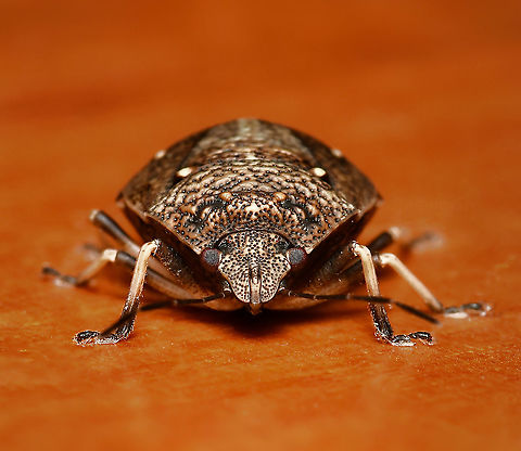 Toad stink bug A member of the shield bugs family Pentatomidae. I found this one scuttling around the house, photographed then released outside. 

10 mm body length

https://www.jungledragon.com/image/110651/platycoris_bipunctatus.html Australia,Autumn,Fall,Geotagged,Hemiptera,Pentatomidae,Platycoris bipunctatus,Shield bug,Toad Stink Bug,Toad stink bug,arthropod,fauna,insect,invertebrate,macro,new south wales,stink bug