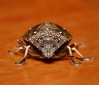 Toad stink bug A member of the shield bugs family Pentatomidae. I found this one scuttling around the house, photographed then released outside. <br />
<br />
10 mm body length<br />
<br />
https://www.jungledragon.com/image/110651/platycoris_bipunctatus.html Australia,Autumn,Fall,Geotagged,Hemiptera,Pentatomidae,Platycoris bipunctatus,Shield bug,Toad Stink Bug,Toad stink bug,arthropod,fauna,insect,invertebrate,macro,new south wales,stink bug