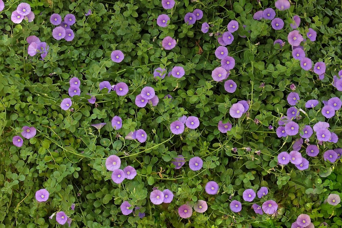 Convolvulus sabatius Convolvulus sabatius in the garden. I have planted these where they can trail down walls and rockeries and its such a pretty show when these little lilac flowers appear along the stems. This cultivar is &#039;Full Moon&#039; and the flowers are 25 mm in diameter.<br />
<br />
<figure class="photo"><a href="https://www.jungledragon.com/image/67646/convolvulus_sabatius.html" title="Convolvulus sabatius"><img src="https://s3.amazonaws.com/media.jungledragon.com/images/3314/67646_thumb.jpg?AWSAccessKeyId=05GMT0V3GWVNE7GGM1R2&Expires=1759968010&Signature=7mYnvRTKuWaPxsMgLbM1ebOcI14%3D" width="200" height="146" alt="Convolvulus sabatius Convolvulus sabatius in the garden. I have planted these where they can trail down walls and rockeries and its such a pretty show when these little lilac flowers appear along the stems. This cultivar is &#039;Full Moon&#039; and the flowers are 25 mm in diameter. <br />
<br />
https://www.jungledragon.com/image/117770/convolvulus_sabatius.html Australia,Convolvulaceae,Convolvulus sabatius,Flora,Geotagged,Macro,Solanales,Spring,bindweed,botany,new south wales,purple flower" /></a></figure> Australia,Convolvulaceae,Convolvulus sabatius,Flora,Geotagged,Solanales,Spring,bindweed,botany,macro,new south wales,purple flower