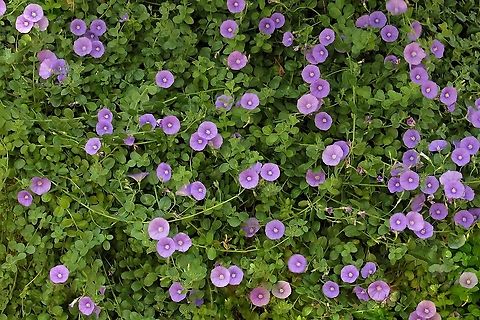 Convolvulus sabatius Convolvulus sabatius in the garden. I have planted these where they can trail down walls and rockeries and its such a pretty show when these little lilac flowers appear along the stems. This cultivar is 'Full Moon' and the flowers are 25 mm in diameter.

https://www.jungledragon.com/image/67646/convolvulus_sabatius.html Australia,Convolvulaceae,Convolvulus sabatius,Flora,Geotagged,Solanales,Spring,bindweed,botany,macro,new south wales,purple flower