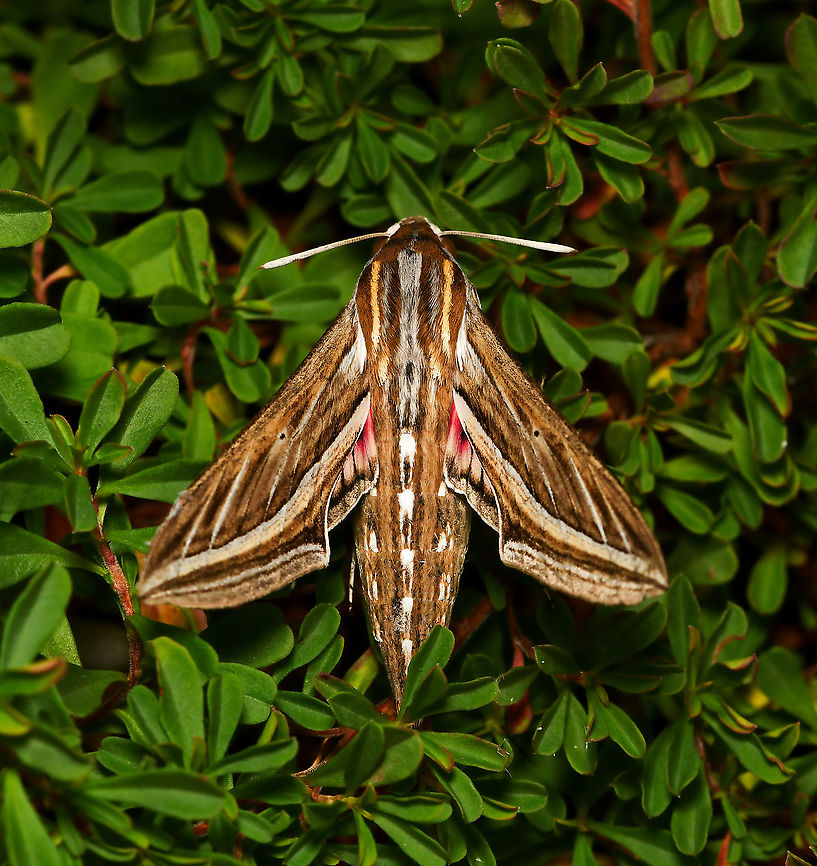 Silver-striped hawk moth On a cold winter morning, this beautiful silver-striped hawk moth was a sight to behold. I stayed with it for 25 minutes watching it alternate between being at rest, then vibrating its wings - and what was really great to see was the increased speed by which it did that, as the minutes passed and it gradually became warmer. This pre-flight thermoregulation involves the muscles being contracted to create only a minimal amount of wing movement, which produces as much heat as possible to elevate thoracic temperatures to flight-levels. Eventually, it flew off.<br />
                                        <br />
Larvae of Hippotion celerio enjoy grapevine (Vitis sp.) hence the other common name of vine moth. I read that other host plants include Epilobium (willowherb), Fuchsia, Parthenocissus (Virginia creeper) and other related vines such as Cissus.  <br />
<br />
Seen here on native prostrate Hibbertia sp. <br />
<br />
Wingspan 6 cm<br />
<br />
<figure class="photo"><a href="https://www.jungledragon.com/image/118605/silver-striped_hawk_moth_lateral.html" title="Silver-striped hawk moth lateral"><img src="https://s3.amazonaws.com/media.jungledragon.com/images/3314/118605_thumb.jpg?AWSAccessKeyId=05GMT0V3GWVNE7GGM1R2&Expires=1770854410&Signature=ih6bbs21MibEozCxA8%2B1WrX9FfI%3D" width="200" height="188" alt="Silver-striped hawk moth lateral On a cold winter morning, this beautiful silver-striped hawk moth was a sight to behold. I stayed with it for 25 minutes watching it alternate between being at rest, then vibrating its wings - and what was really great to see was the increased speed by which it did that, as the minutes passed and it gradually became warmer. This pre-flight thermoregulation involves the muscles being contracted to create only a minimal amount of wing movement, which produces as much heat as possible to elevate thoracic temperatures to flight-levels. Eventually, it flew off.<br />
<br />
Larvae of Hippotion celerio enjoy grapevine (Vitis sp.) hence the other common name of vine moth. I read that other host plants include Epilobium (willowherb), Fuchsia, Parthenocissus (Virginia creeper) and other related vines such as Cissus.<br />
<br />
Seen here on native prostrate Hibbertia sp. Some blur from the highspeed wing vibration can be seen in this lateral shot at the tip of the wings. <br />
<br />
Wingspan 6 cm<br />
<br />
https://www.jungledragon.com/image/117829/silver-striped_hawk_moth.html Australia,Geotagged,Hippotion celerio,Lepidoptera,Moth Week 2021,Silver-striped hawk-moth,Sphingidae,Winter,arthropod,fauna,insect,invertebrate,macro,silver-striped hawk moth,vine hawk moth" /></a></figure> Australia,Geotagged,Hippotion celerio,Lepidoptera,Macro,Silver-striped hawk-moth,Sphingidae,Winter,arthropod,fauna,insect,invertebrate,vine hawk moth