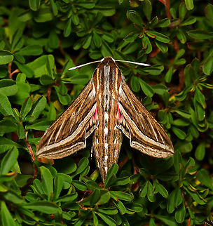 Silver-striped hawk moth On a cold winter morning, this beautiful silver-striped hawk moth was a sight to behold. I stayed with it for 25 minutes watching it alternate between being at rest, then vibrating its wings - and what was really great to see was the increased speed by which it did that, as the minutes passed and it gradually became warmer. This pre-flight thermoregulation involves the muscles being contracted to create only a minimal amount of wing movement, which produces as much heat as possible to elevate thoracic temperatures to flight-levels. Eventually, it flew off.
                                        
Larvae of Hippotion celerio enjoy grapevine (Vitis sp.) hence the other common name of vine moth. I read that other host plants include Epilobium (willowherb), Fuchsia, Parthenocissus (Virginia creeper) and other related vines such as Cissus.  

Seen here on native prostrate Hibbertia sp. 

Wingspan 6 cm

https://www.jungledragon.com/image/118605/silver-striped_hawk_moth_lateral.html Australia,Geotagged,Hippotion celerio,Lepidoptera,Macro,Silver-striped hawk-moth,Sphingidae,Winter,arthropod,fauna,insect,invertebrate,vine hawk moth