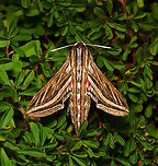 Silver-striped hawk moth On a cold winter morning, this beautiful silver-striped hawk moth was a sight to behold. I stayed with it for 25 minutes watching it alternate between being at rest, then vibrating its wings - and what was really great to see was the increased speed by which it did that, as the minutes passed and it gradually became warmer. This pre-flight thermoregulation involves the muscles being contracted to create only a minimal amount of wing movement, which produces as much heat as possible to elevate thoracic temperatures to flight-levels. Eventually, it flew off.<br />
                                        <br />
Larvae of Hippotion celerio enjoy grapevine (Vitis sp.) hence the other common name of vine moth. I read that other host plants include Epilobium (willowherb), Fuchsia, Parthenocissus (Virginia creeper) and other related vines such as Cissus.  <br />
<br />
Seen here on native prostrate Hibbertia sp. <br />
<br />
Wingspan 6 cm<br />
<br />
https://www.jungledragon.com/image/118605/silver-striped_hawk_moth_lateral.html Australia,Geotagged,Hippotion celerio,Lepidoptera,Macro,Silver-striped hawk-moth,Sphingidae,Winter,arthropod,fauna,insect,invertebrate,vine hawk moth