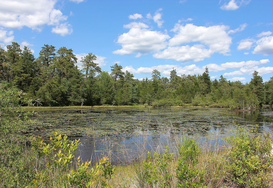 Pine Barrens lily bog (NB. I thought I'd shared this already - but can't find it anywhere on search).<br />
<br />
A lovely moment in time from a day spent in the Pine Barrens one hot and sunny summer a few years ago. Looking out over a lily bog with pine forest behind. The predominant species in this bog was Nymphaea odorata, but I also saw the yellow lily, Nuphar variegatum.<br />
<br />
The Pine Barrens is a heavily forested area of coastal plain covering more than seven counties in New Jersey.<br />
<br />
Despite the heat, it was a great day filled with wonderful flora and fauna encounters. Geotagged,New Jersey,Nymphaea odorata,Pine Barrens,Summer,United States,bog,lake,scenery,water lily
