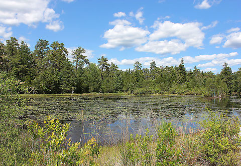 Pine Barrens lily bog (NB. I thought I'd shared this already - but can't find it anywhere on search).

A lovely moment in time from a day spent in the Pine Barrens one hot and sunny summer a few years ago. Looking out over a lily bog with pine forest behind. The predominant species in this bog was Nymphaea odorata, but I also saw the yellow lily, Nuphar variegatum.

The Pine Barrens is a heavily forested area of coastal plain covering more than seven counties in New Jersey.

Despite the heat, it was a great day filled with wonderful flora and fauna encounters. Geotagged,New Jersey,Nymphaea odorata,Pine Barrens,Summer,United States,bog,lake,scenery,water lily