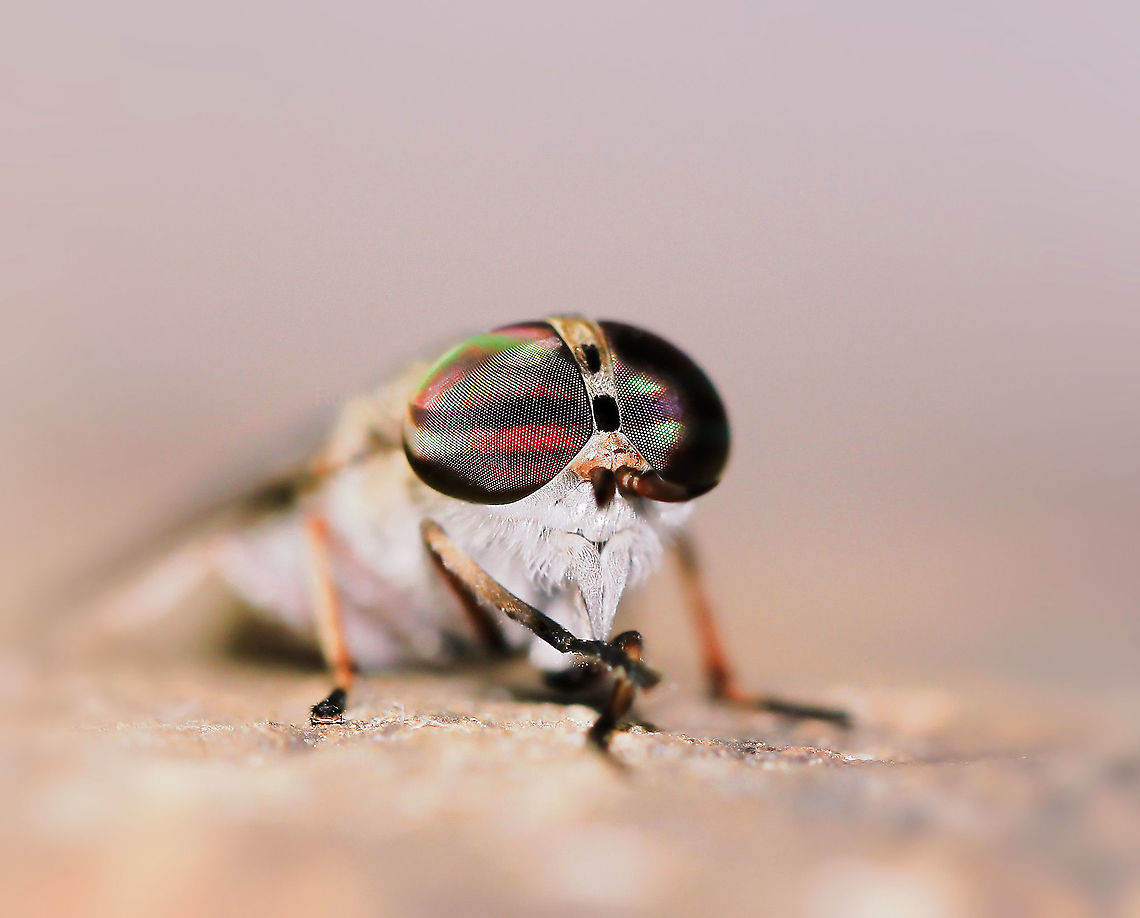 Tabanus horsefly I hope this image is of some use....a quick, single, spontaneous shot when the horsefly landed near me, camera settings were for some artistic photography of flora I had been busy with. <br />
<br />
This horsefly may be genus Tabanus, based on sightings from other members and on line searches. Not enough other physical details to place specific species.  Autumn,Diptera,Fall,Geotagged,Tabanidae,Tabanus,United States,arthropod,fauna,horsefly,insect,invertebrate,macro,pennsylvania