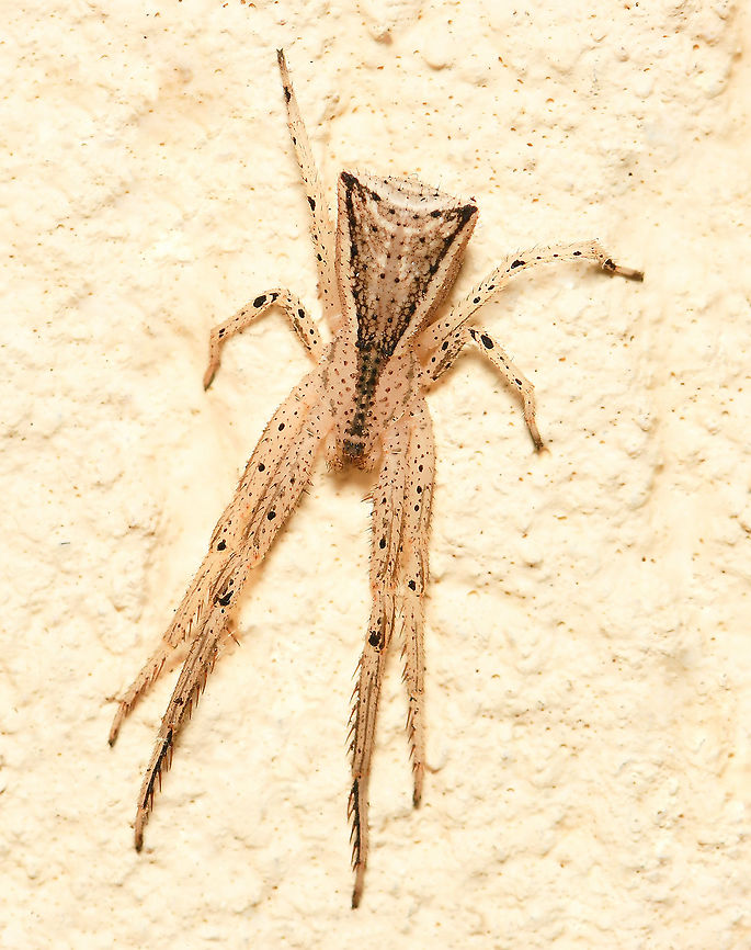 Trapezoid crab spider Native to this country, New Zealand and South America. These tiny Sidymella sp. spiders within family Thomisidae are distinguished by their triangular abdomen with two points at the rear.<br />
<br />
I really like the dynamic markings on this one, others I&#039;ve found have been more uniformly beige/yellow.  <br />
<br />
Body length 7 mm Araneae,Australia,Geotagged,Sidymella trapezia,Thomisidae,Trapezoid crab spider,Winter,arachnid,arthropod,crab spider,fauna,flower crab spider,invertebrate,macro,new south wales,trapezoid crab spider