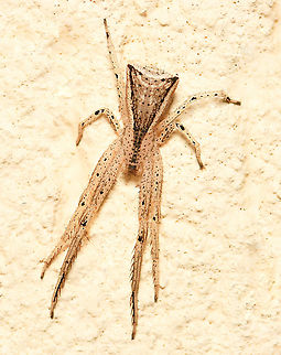 Trapezoid crab spider Native to this country, New Zealand and South America. These tiny Sidymella sp. spiders within family Thomisidae are distinguished by their triangular abdomen with two points at the rear.

I really like the dynamic markings on this one, others I've found have been more uniformly beige/yellow.  

Body length 7 mm Araneae,Australia,Geotagged,Sidymella trapezia,Thomisidae,Trapezoid crab spider,Winter,arachnid,arthropod,crab spider,fauna,flower crab spider,invertebrate,macro,new south wales,trapezoid crab spider