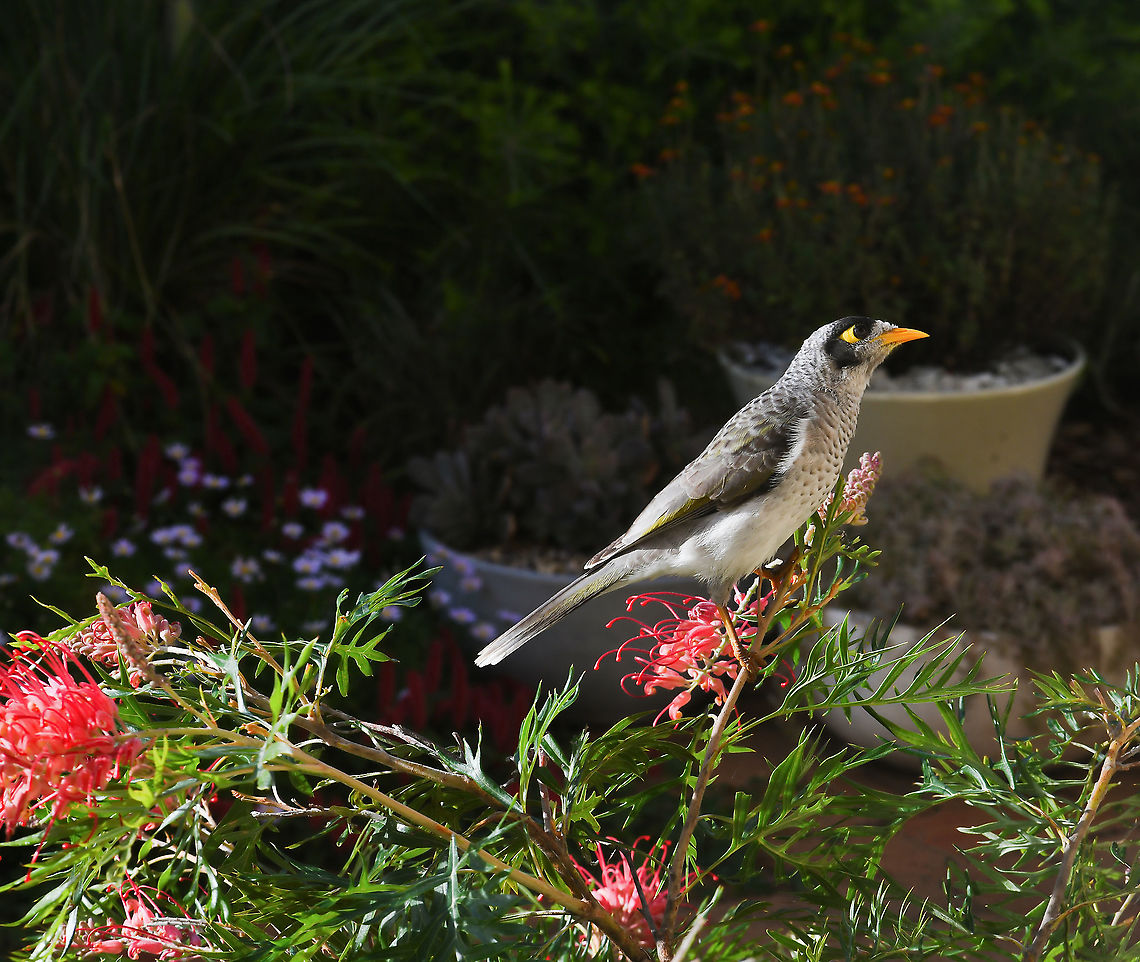 Noisy miner on grevillea Noisy miners are bold and curious birds. They have mostly grey bodies with black crowns and cheeks. The bills are yellow, as are the legs and the naked skin behind the eye. It&#039;s an appropriate common name as the calls are uttered noisily and repeatedly by the members of the colony.<br />
<br />
Their natural range is from northern Queensland down along the eastern coast to South Australia and Tasmania.<br />
<br />
25 cm body length<br />
<br />
 Australia,Autumn,Aves,Fall,Geotagged,Manorina melanocephala,Meliphagidae,Noisy miner,Passeriformes,Vertebrate,fauna,new south wales