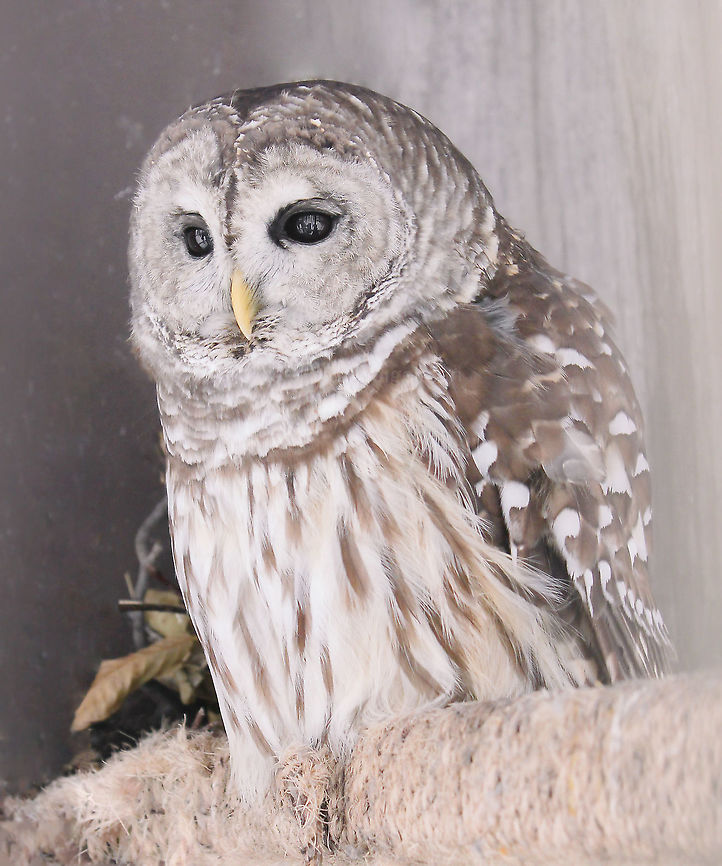 Barred owl On a visit to the rehab station Wildlife Works Inc. in Youngwood, Pennsylvania, I saw this lovely barred owl, recuperating from an injury. Like all staff/volunteers across the globe, those at Wildlife Works Inc. do an amazing job with creatures that come through their doors. <br />
<br />
The only sad thing about this shot is that one can see the cage bars in its eyes, but I remind myself, it was hopefully only a short time before this beautiful creature got to experience the wild again. Barred Owls live in large, mature forests made up of both deciduous trees and evergreens, often near water. They nest in tree cavities.<br />
<br />
50 cm length Aves,Barred Owl,Geotagged,Strigidae,Strigiformes,Strix varia,United States,Winter,fauna,pennsylvania,vertebrate