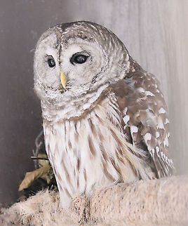Barred owl On a visit to the rehab station Wildlife Works Inc. in Youngwood, Pennsylvania, I saw this lovely barred owl, recuperating from an injury. Like all staff/volunteers across the globe, those at Wildlife Works Inc. do an amazing job with creatures that come through their doors. 

The only sad thing about this shot is that one can see the cage bars in its eyes, but I remind myself, it was hopefully only a short time before this beautiful creature got to experience the wild again. Barred Owls live in large, mature forests made up of both deciduous trees and evergreens, often near water. They nest in tree cavities.

50 cm length Aves,Barred Owl,Geotagged,Strigidae,Strigiformes,Strix varia,United States,Winter,fauna,pennsylvania,vertebrate