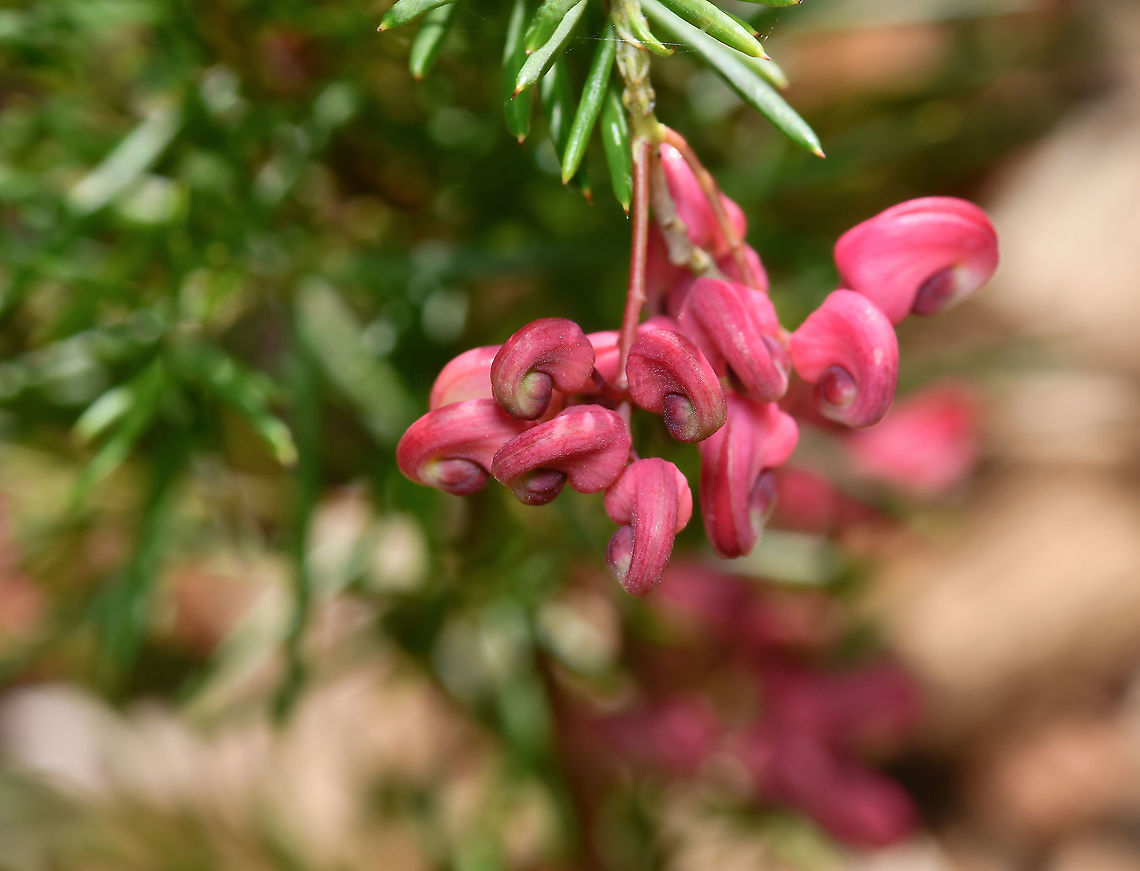 Grevillea rosmarinifolia in bud Highly variable, evergreen shrub with prickly foliage and a profusion of red, spidery flowers in winter through to spring. The flowers attract nectarivorous insects and birds and the foliage provides shelter. <br />
<br />
Growing 1.5 m x 1.5 m Australia,Flora,Geotagged,Grevillea rosmarinifolia,Proteaceae,Proteales,Rosemary grevillea,Winter,botany,macro,new south wales